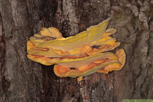 Svavelticka, Laetiporus sulphureus